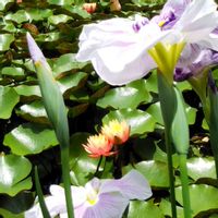 スイレン,睡蓮,花菖蒲,かわいい,ビタミンカラーの画像