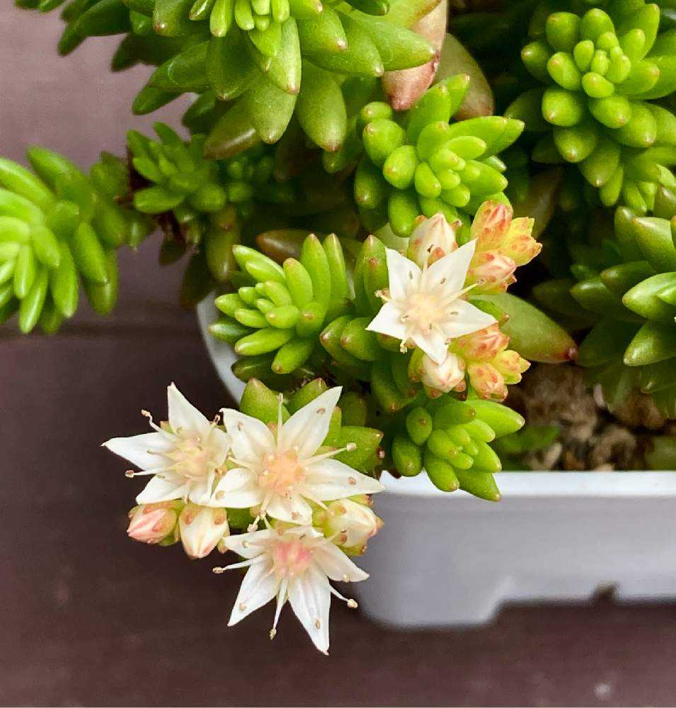 多肉植物 ルベンスリザード② 5株  抜き苗　セダム　希少 楽天市場】多肉植物 seセダム ルベンスリザード 多肉植物 セダム 9cm