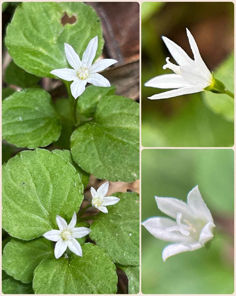 梅雨の晴れ間に上高地へ 白い花集めました〜｜🍀GreenSnap（グリーンスナップ）