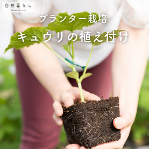 キュウリ,植物のある暮らし,肥料,プランター栽培,ベランダ菜園の画像