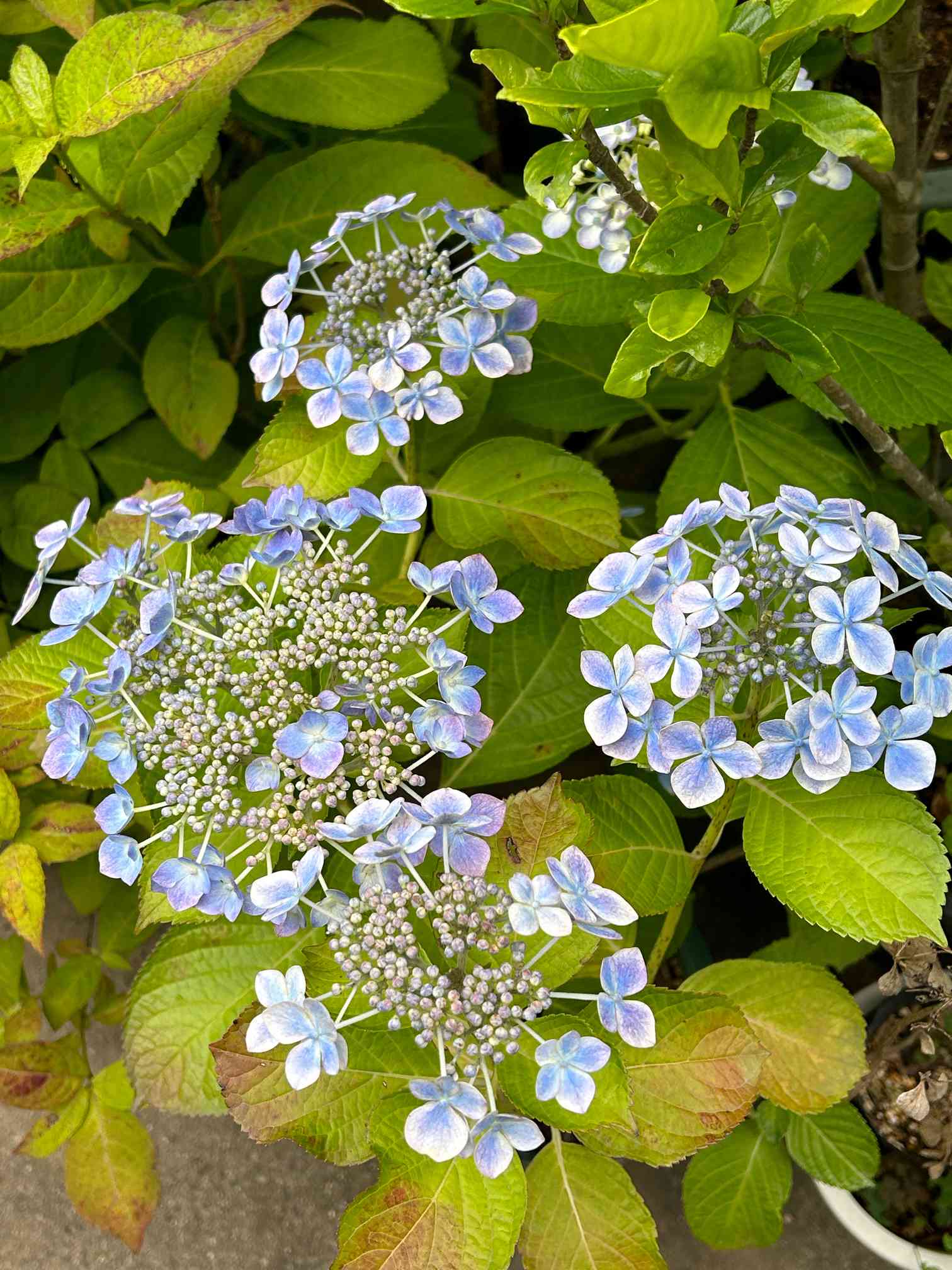 紫陽花 水凪鳥の一覧｜🍀GreenSnap（グリーンスナップ）