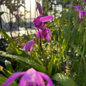 シラン,寄せ植え,山野草,紫の花,雨上がりの画像