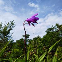 シラン,散歩,ピンクの花,青い空,今日のお花の画像