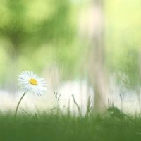 デージー,デイジー,今日は晴れ☀️,ニコニコ♡,小さな幸せ♡の画像