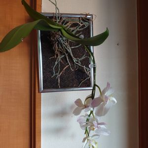 ギフト,着生蘭,着生植物,花のある暮らし,ナチュラルスタイルの画像