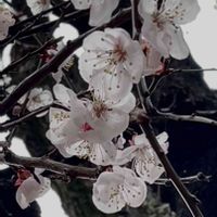 アンズ,今日のお花,お出かけ先の画像