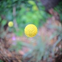 クラスペディア,黄色い花,カメラ好き☆,ぐるぐるボケ,canonの画像