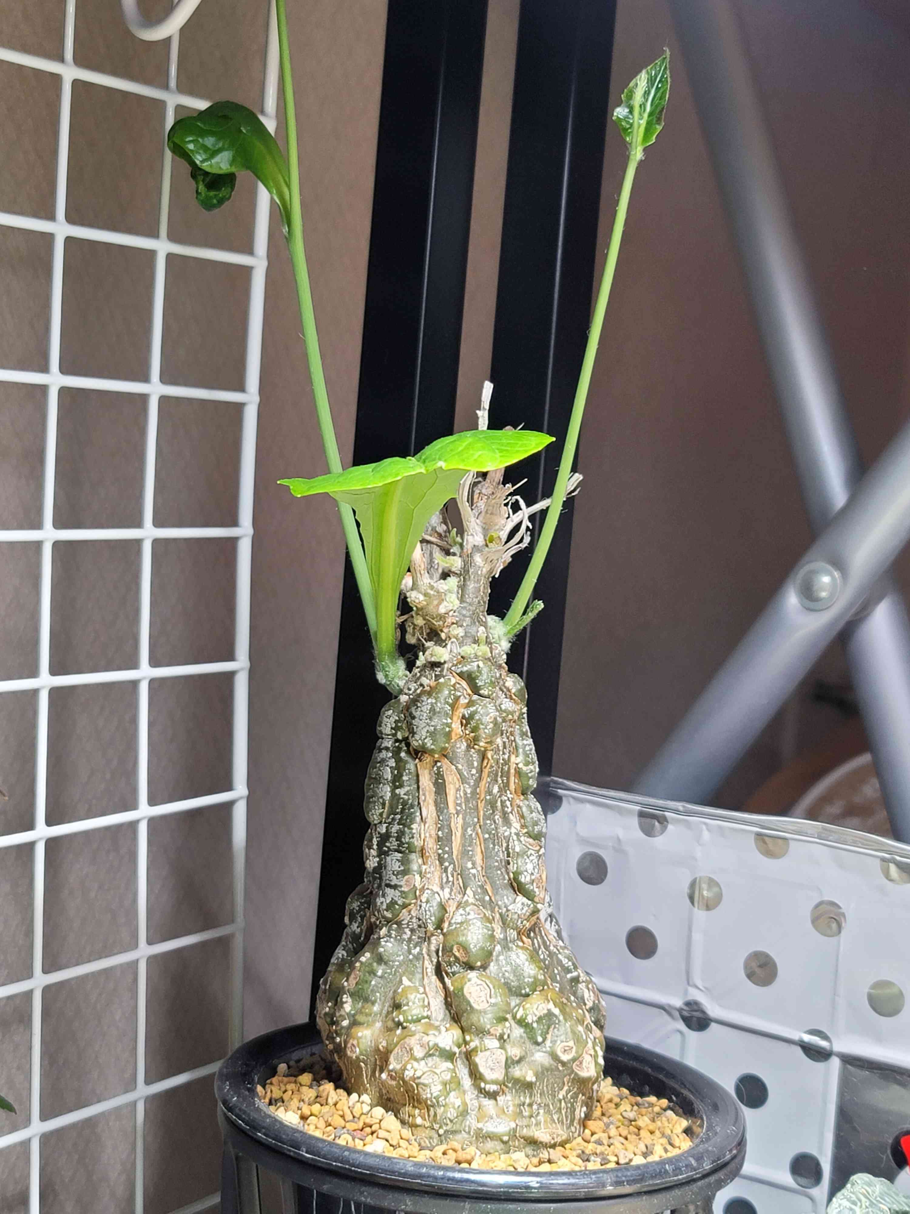 ケファロペンタンドラ・エキローサの一覧|🍀GreenSnap ケファロペンタンドラ・エキローサの一覧|🍀GreenSnap