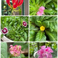 レウィシア,ジュリアン,グロリオサ,美女ナデシコ,八重咲き朝顔 スプリット ペタルの画像