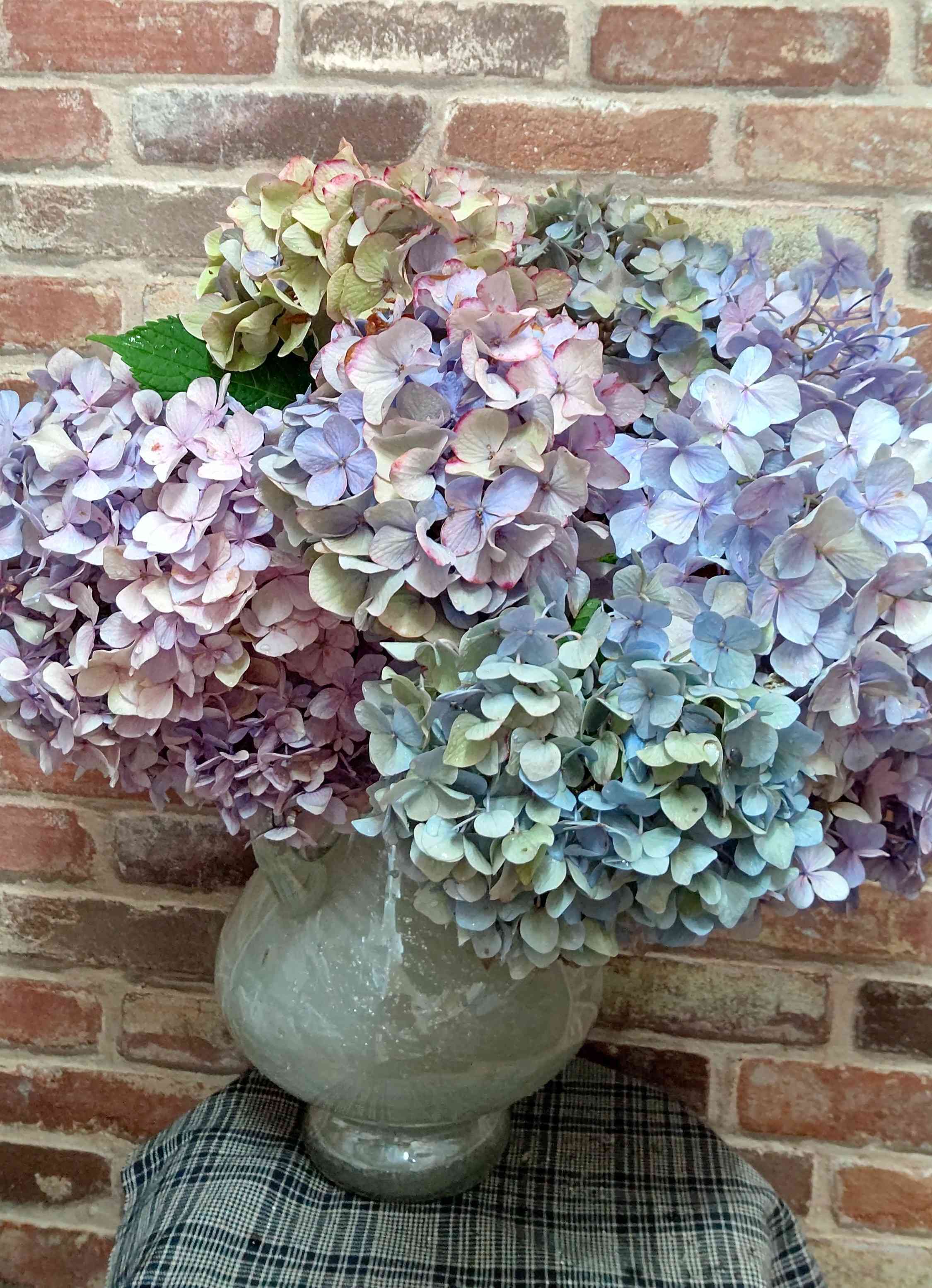 アネモネ様 紫陽花ドライフラワー No.68 紫陽花のドライフラワー、ドライインウォーター法💠に挑戦