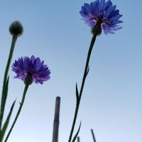 矢車菊,ヤグルマギク,一年草,青い花,空と花の画像