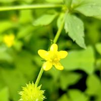 キツネノボタン,キツネノボタン(コンペイトウグサ),黄色い花,キンポウゲ科,ひっつき虫の画像