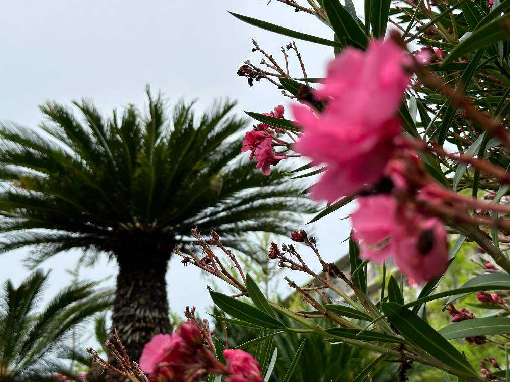 蘇鉄の「雄花」「雌花」同時に咲き、雄花は早々落下した。雌花は結実へ向けて変化しています🎶｜🍀GreenSnap（グリーンスナップ）