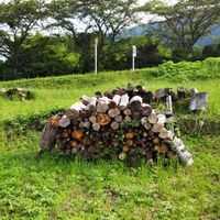 俳句,いつもの散歩道,ツタ,たきぎ,お出かけ先の画像