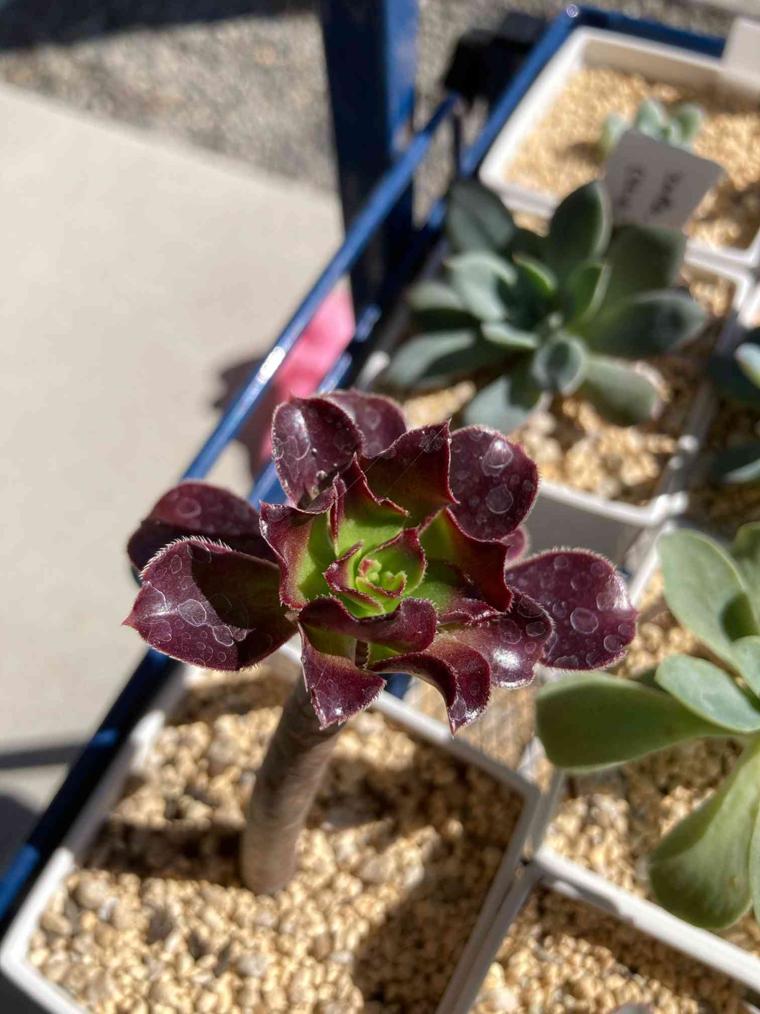 アエオニウム◇チョンパ記録｜🍀GreenSnap（グリーンスナップ）