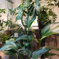 パキラ,セローム,カラテア,ニコライ,観葉植物の画像