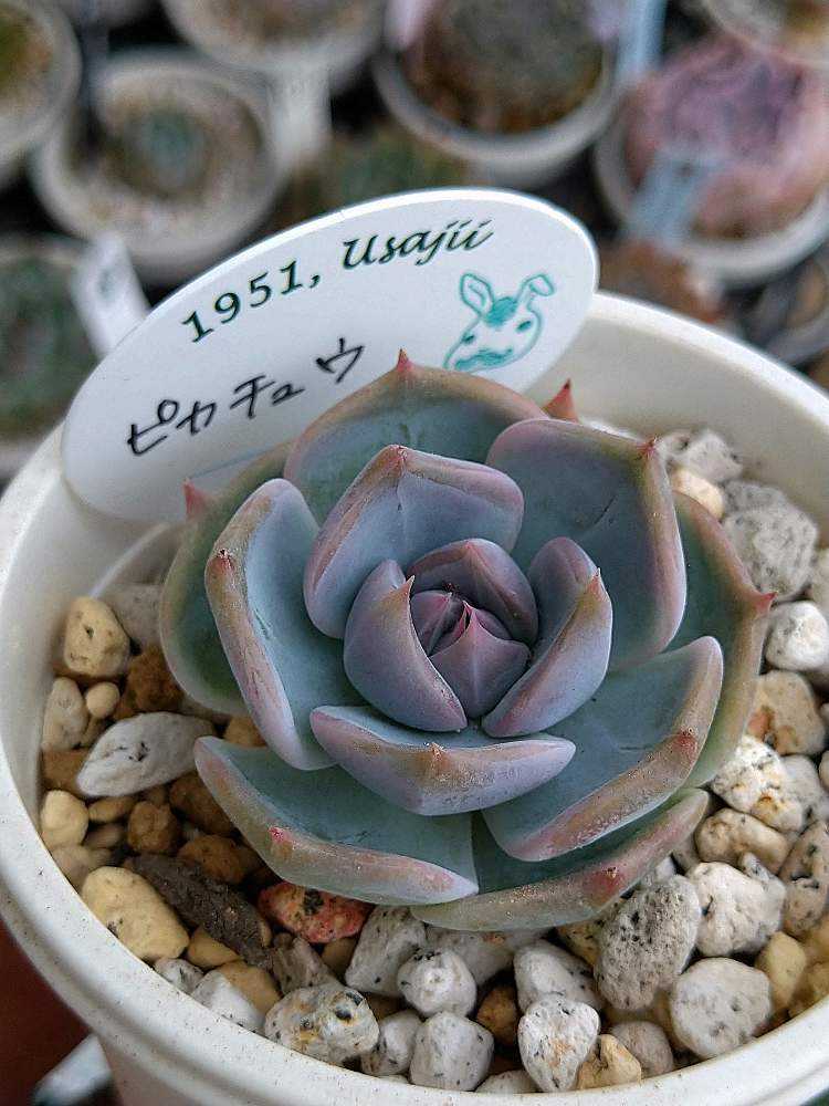 12株 G111-2多肉植物 程よかっ エケベリアピカチュウ サボテン 観葉植物 花 園芸 レア