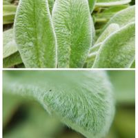 ラムズイヤー,かわいい,葉っぱの画像