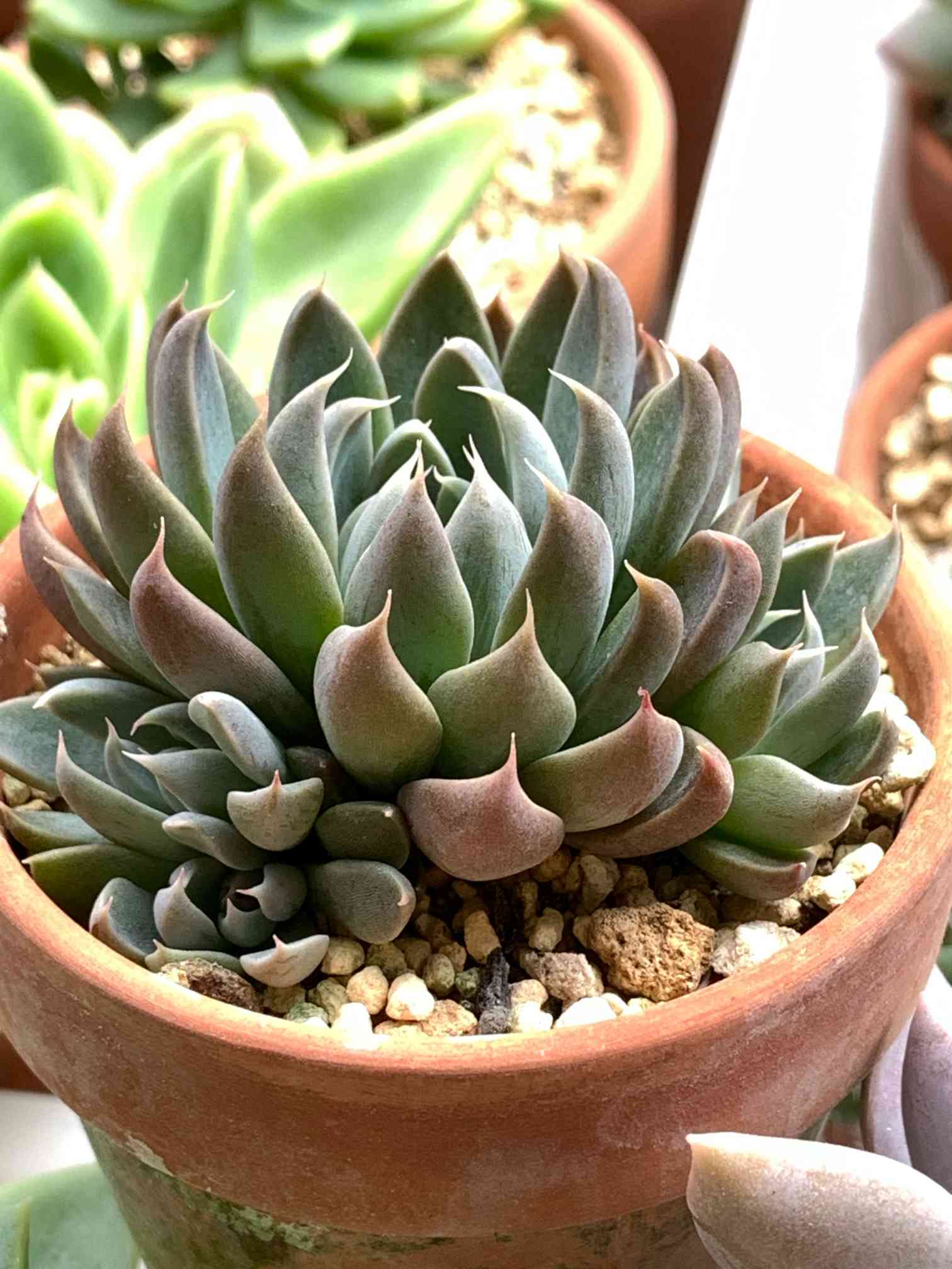 銀天女×ケッセルリンギアナの一覧｜🍀GreenSnap（グリーンスナップ）