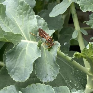 ガーデニング,プランター野菜,葉っぱ,害虫,ブロッコリー栽培の画像