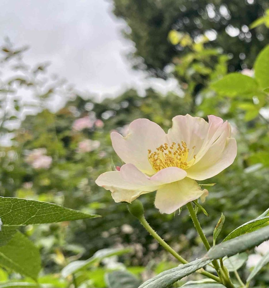 ピノ太郎さんの港の見える丘公園への投稿