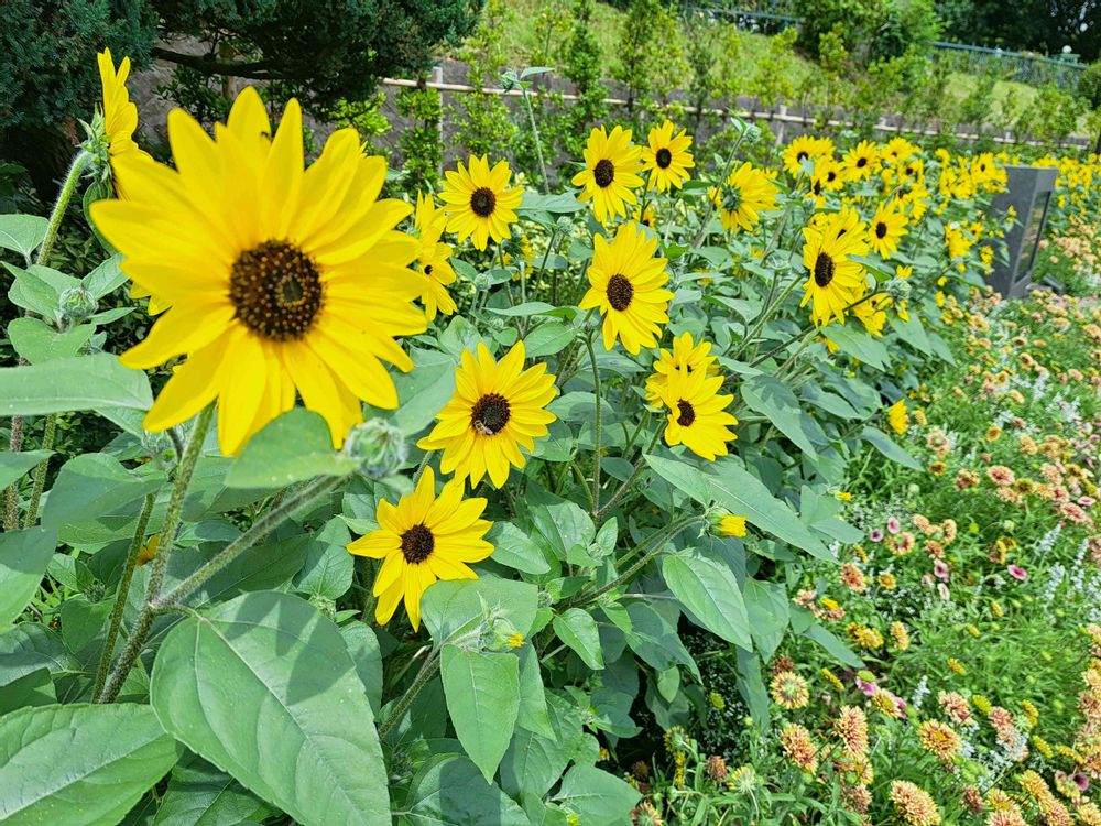 エリィさんの港の見える丘公園への投稿