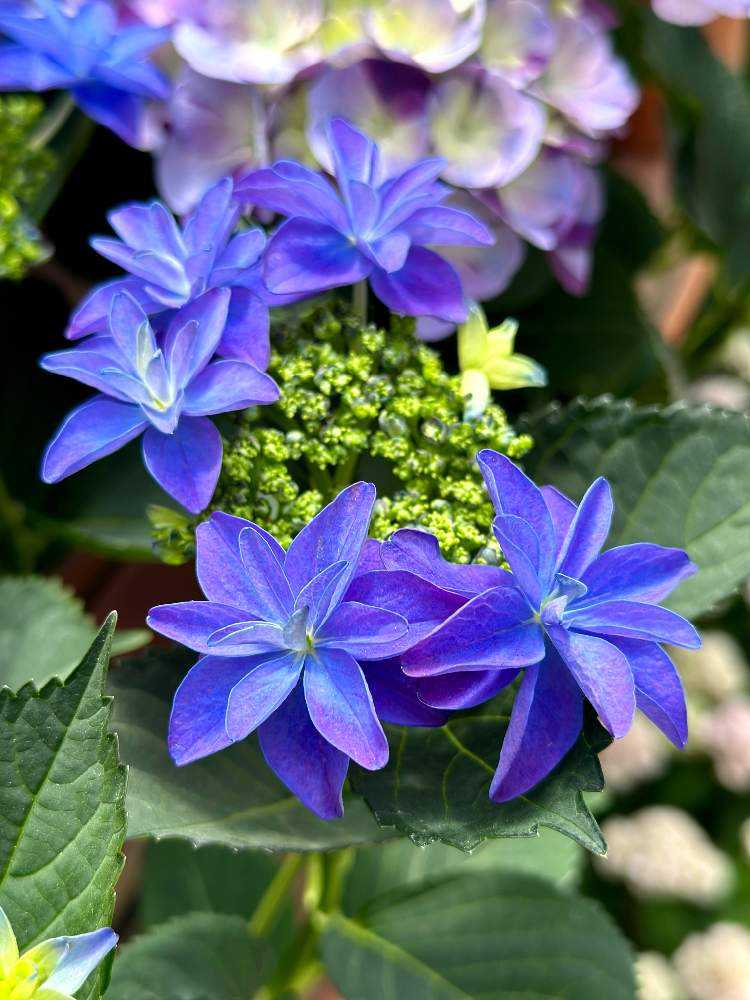 🎞️ 2023年 塩原花園の紫陽花紹介｜🍀GreenSnap（グリーンスナップ）