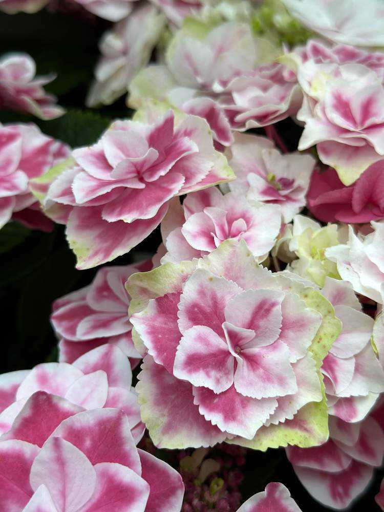 🎞️ 2023年 塩原花園の紫陽花紹介｜🍀GreenSnap（グリーン