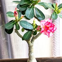 アデニウム,天空のバラ,アデニウム 八重咲き,☆りん☆のアデニウム八重ちゃん,塊根植物の画像