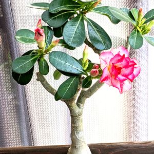 アデニウム,天空のバラ,アデニウム 八重咲き,☆りん☆のアデニウム八重ちゃん,塊根植物の画像