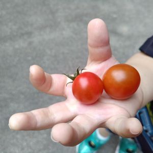 ミニトマト,家庭菜園初心者の画像