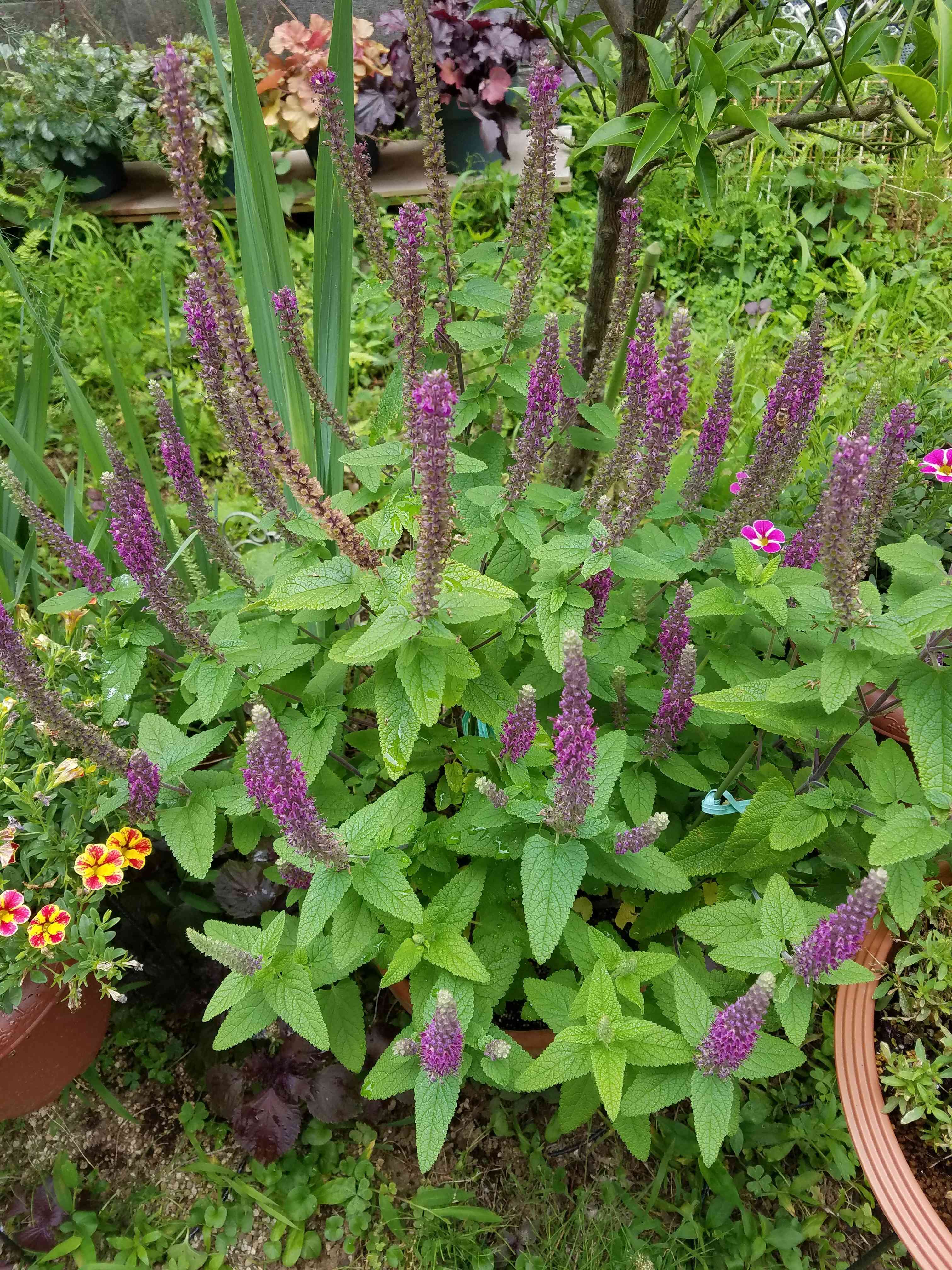 テウクリウム ヒルカニカムの一覧|🍀GreenSnap(グリーンスナップ) テウクリウム ヒルカニカムの一覧|🍀GreenSnap(グリーンスナップ)