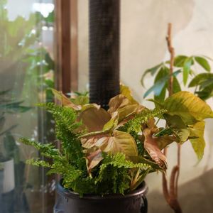 シンゴニウム,ボストンファーン,観葉植物,100均,鉢植えの画像