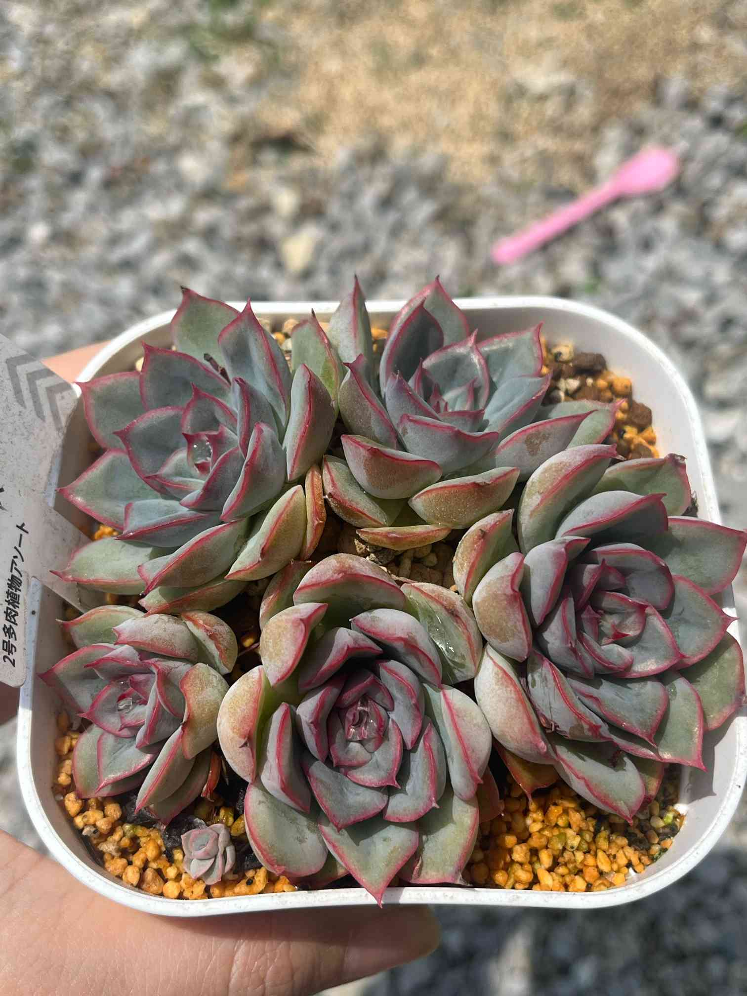 モリモリ子吹き！ヘラクレス成長記録☆｜🍀GreenSnap（グリーンスナップ）