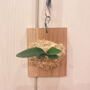 ビカクシダ,ビカクシダ　ライディーン, ビカクシダ,インテリアの画像