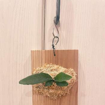 ビカクシダ,パタイチ,P. Patra Garden #1の画像