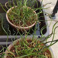 ラセンイ,イグサ科,ラセンイの花,ビオトープ,水生植物の画像