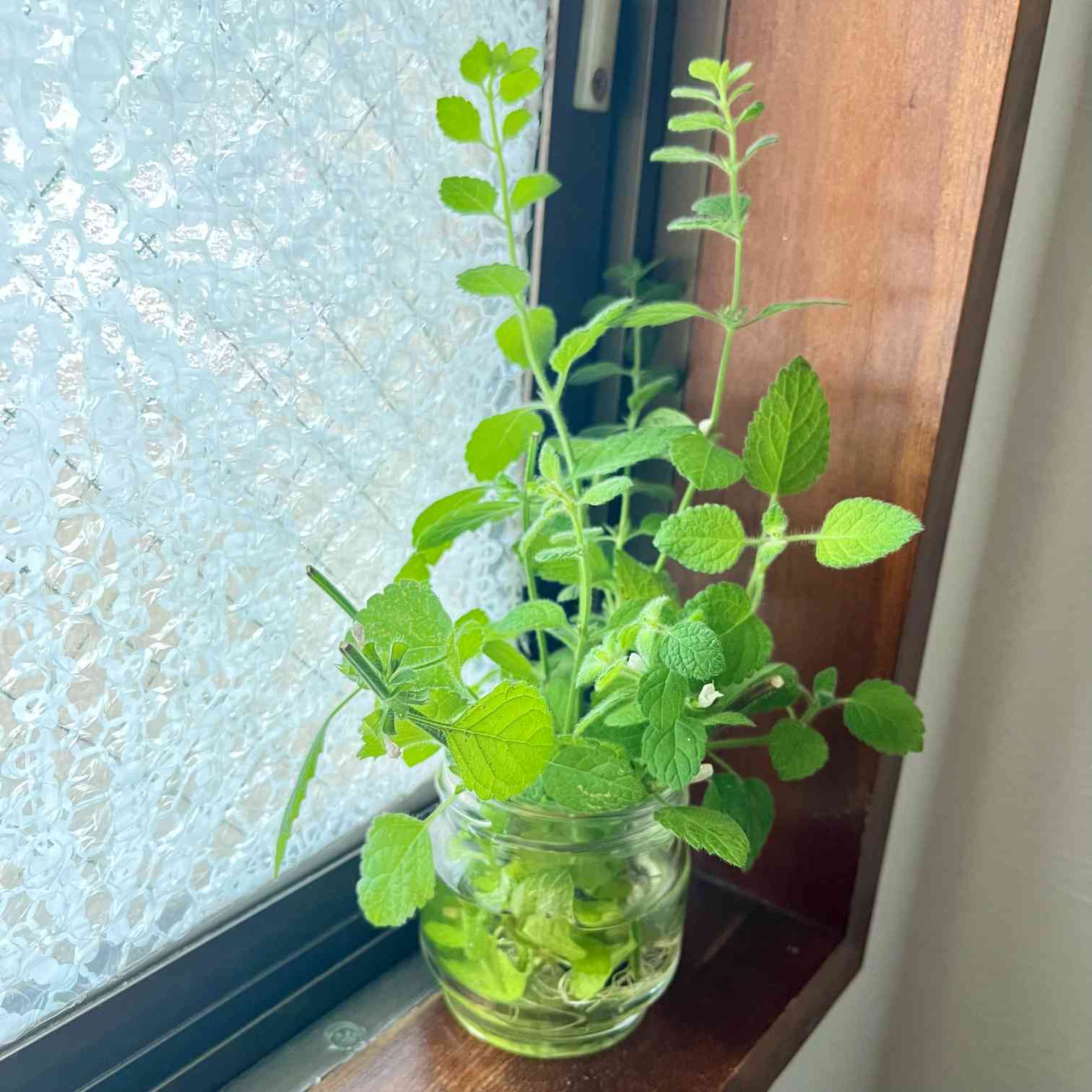 オレンジバーム“マンダリナ”の一覧|🍀GreenSnap(グリーン オレンジバーム“マンダリナ”の一覧|🍀GreenSnap(グリーン