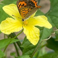 ゴーヤ,花壇,ガーデニング,野菜の花,自家製野菜の画像