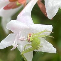 アベリア,花壇,ガーデニング,庭木,山野草の画像