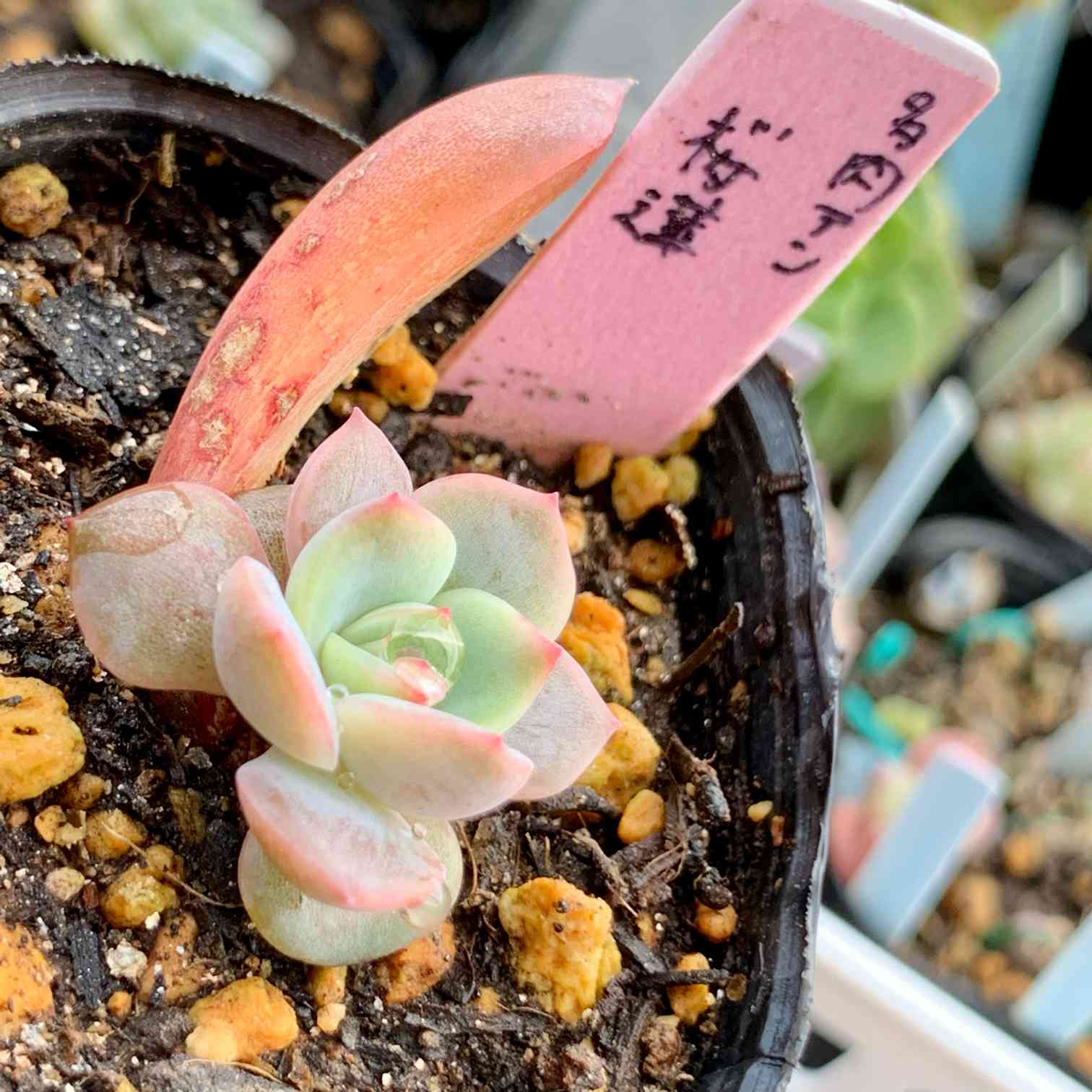 多肉アン 桜蓮の一覧｜🍀GreenSnap（グリーンスナップ）
