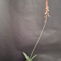 多肉植物,観葉植物,ガステリア,珍奇植物,ビザール・プランツの画像