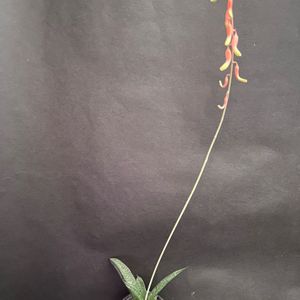 多肉植物,観葉植物,ガステリア,珍奇植物,ビザール・プランツの画像