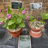 アツモリソウ,北海道大学植物園の画像