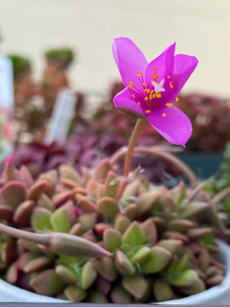 桜吹雪の成長記録🌸(落ちこぼれの万年初心者🔰)｜🍀GreenSnap