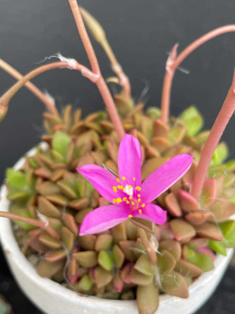 桜吹雪の成長記録🌸(落ちこぼれの万年初心者🔰)｜🍀GreenSnap