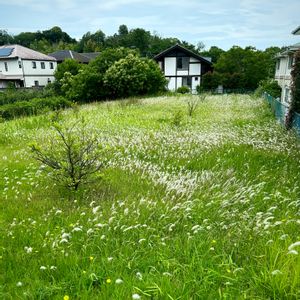チガヤ,山野草,白い花,花のある暮らし,空き地の画像