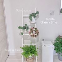 リース,シダ植物,成長日記,玄関ガーデン, ポトスの画像