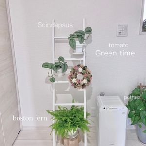 リース,シダ植物,成長日記,玄関ガーデン, ポトスの画像