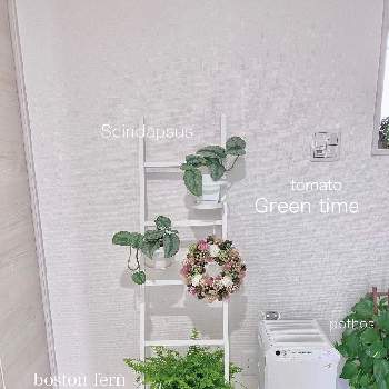 オシロイバナの画像